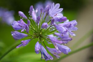 Une fleur mouillée