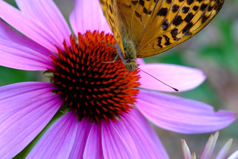 Gros plan sur un papillon bitinant une fleur