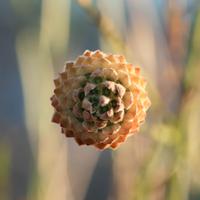 Fleur en forme de rosace