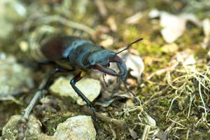 Un scarabée en pleine randonnée