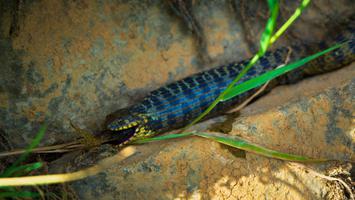 Un serpent en train de digérer un poisson