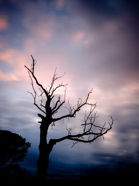 Un arbre un peu sinistre (mais pas trop)