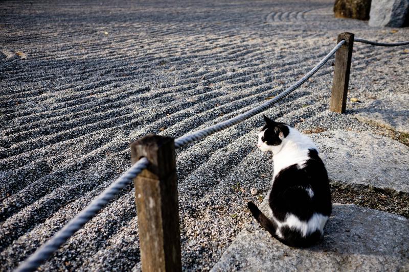 Un chat contemplant un jardin zen.