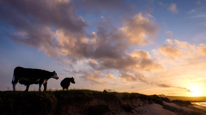 Des vaches contemplant le coucher de soleil