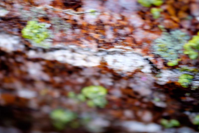 Lichen vert sur bouleau rouge et blanc