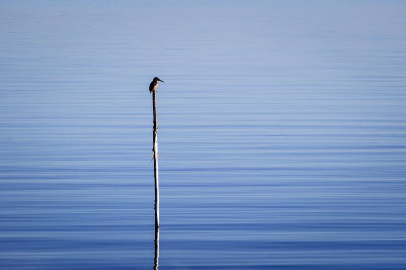 Un martin pêcheur sur l'étang de Thau