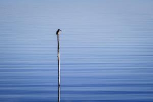 Un martin pêcheur sur l'étang de Thau