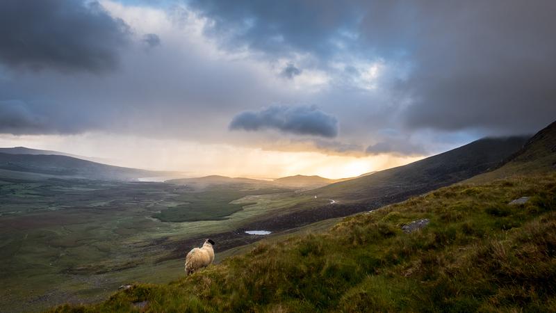 Un mouton contemplant le lever de soleil sur le Conor Pass