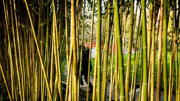 Une silhouette s'échappe derrière un rideau de bambou