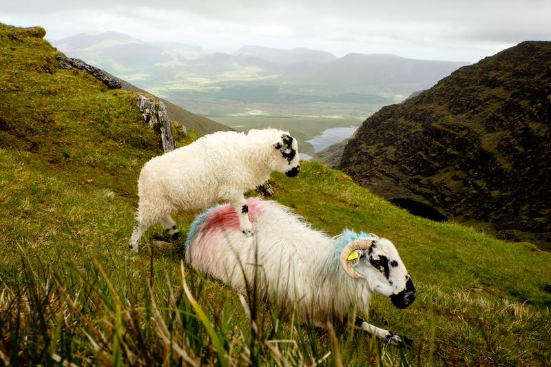 Des moutons qui jouent à saute mouton