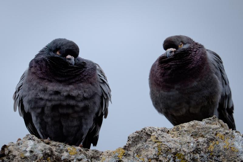 Des pigons à l'air louche (encore plus que les pigeons normaux)